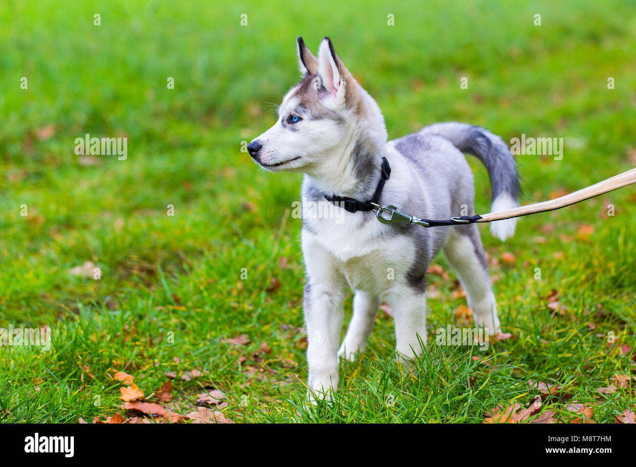 Legato giovane cane Husky in piedi in verde prato Foto Stock