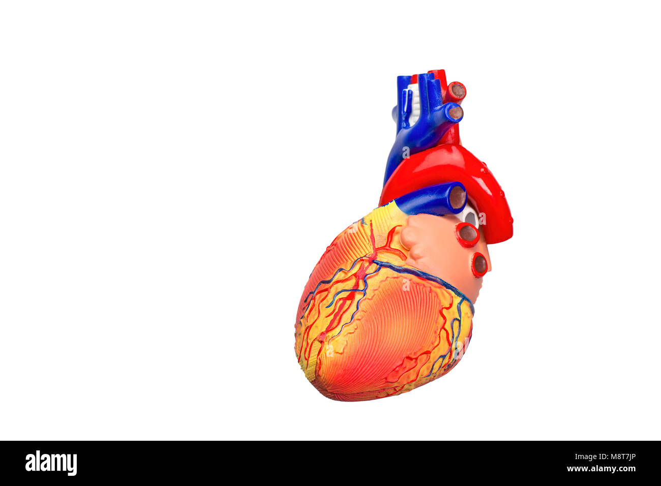 Modello artificiale del cuore umano isolato su sfondo bianco Foto Stock