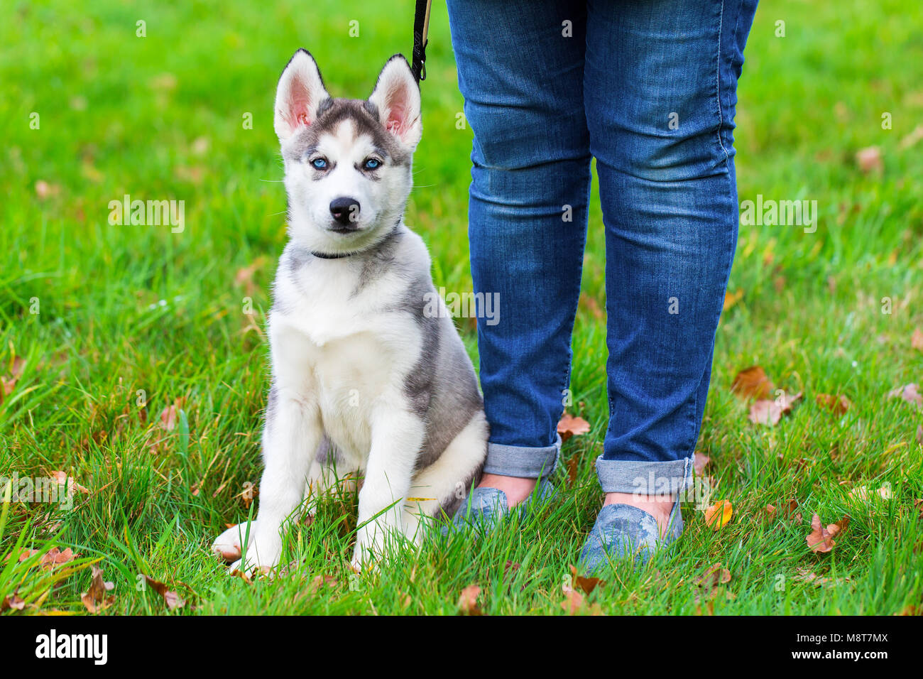 Gambe femmina vicino a giovani cani husky sull'erba Foto Stock