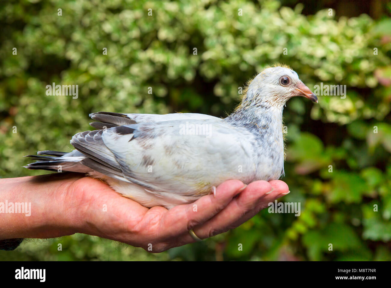 Giovani il piccione viaggiatore seduto sul lato maschio all'aperto Foto Stock
