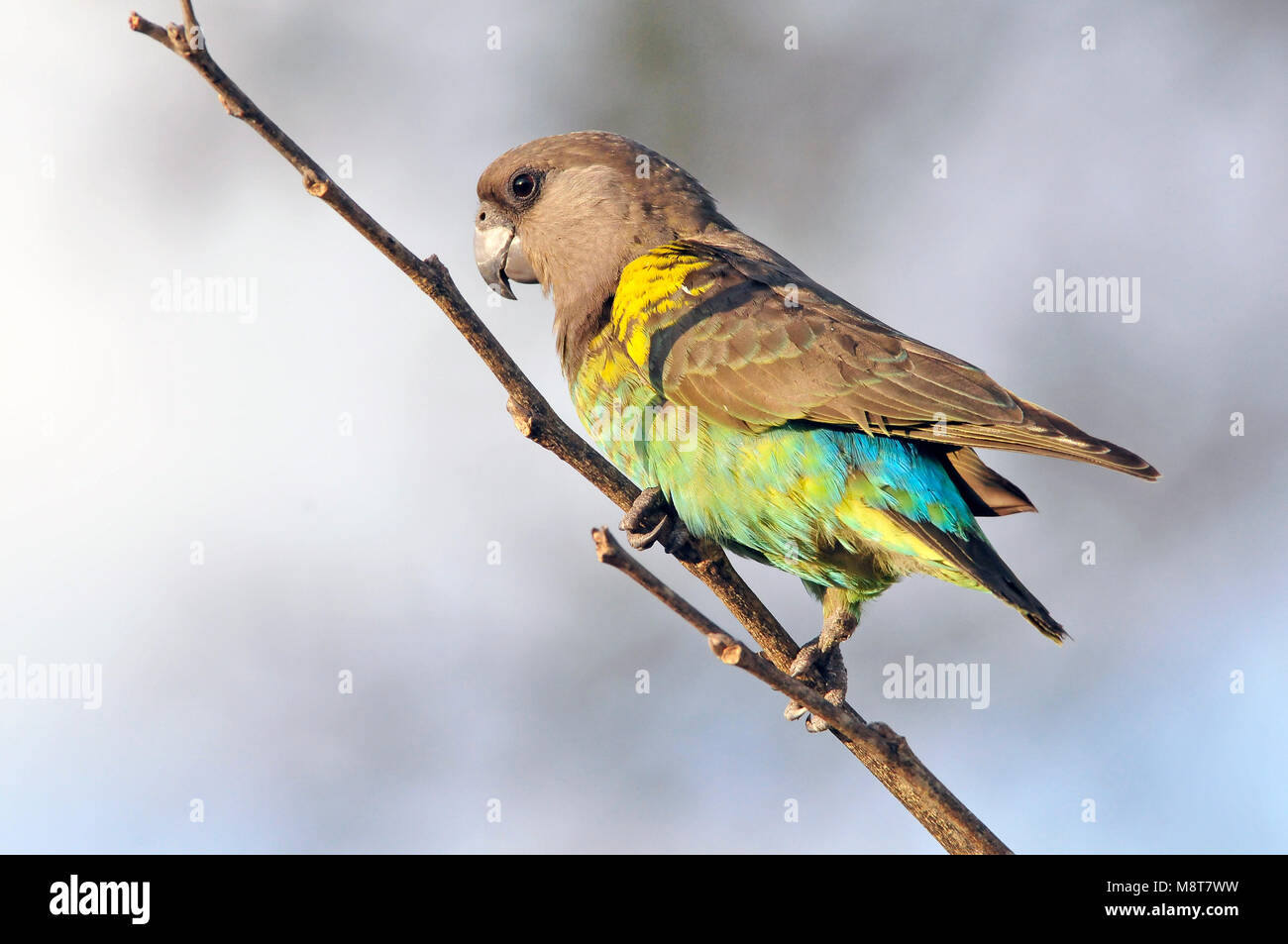 Meyers Papegaai, Meyer, Parrot, Poicephalus meyeri Foto Stock