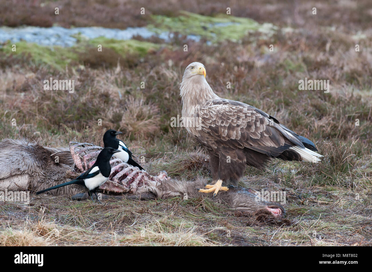 Adulte Zeearend op dood hert; adulto bianco-tailed Eagle su cervo morto Foto Stock