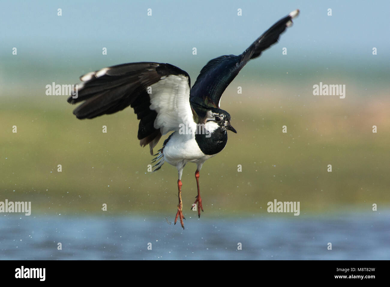 Kievit, Pavoncella; Vanellus vanellus Foto Stock