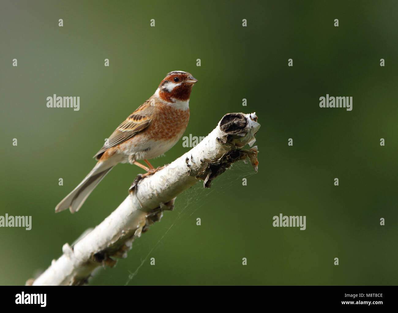 Mannetje Witkopgors in broedgebied; maschio Pine Bunting (Emberiza leucocephalos) nell area di allevamento Foto Stock