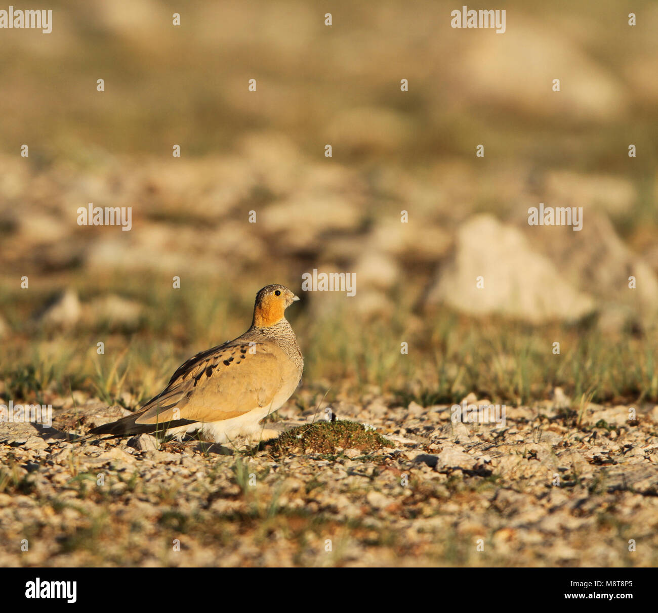 Tibetaans Steppehoen, Sandgrouse tibetano, Syrrhaptes tibetanus Foto Stock