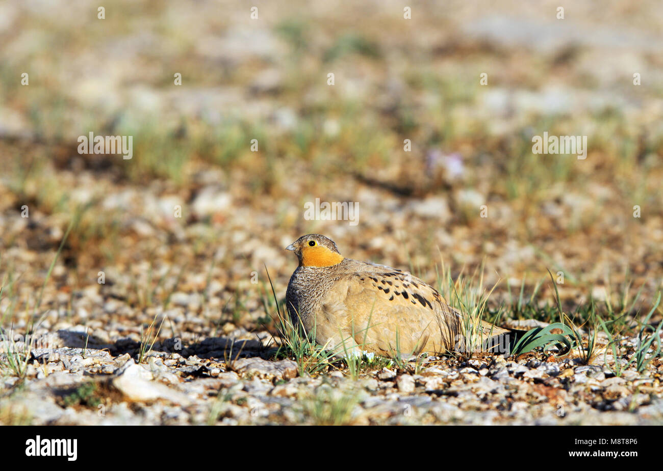 Tibetaans Steppehoen, Sandgrouse tibetano, Syrrhaptes tibetanus Foto Stock