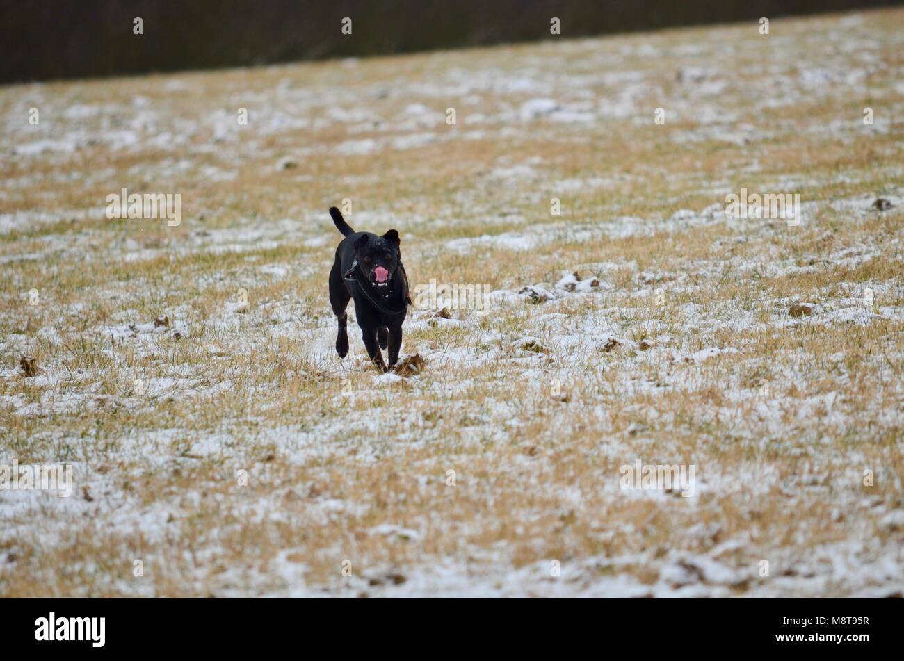 Il divertimento di natura Pinscher Pablo Foto Stock