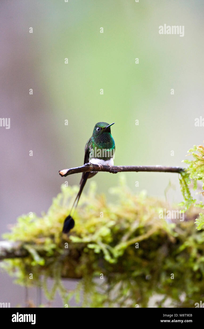 Vlagstaartpluimbroekje zittend op een tak; avviato Racket-tail appollaiato su un ramo Foto Stock