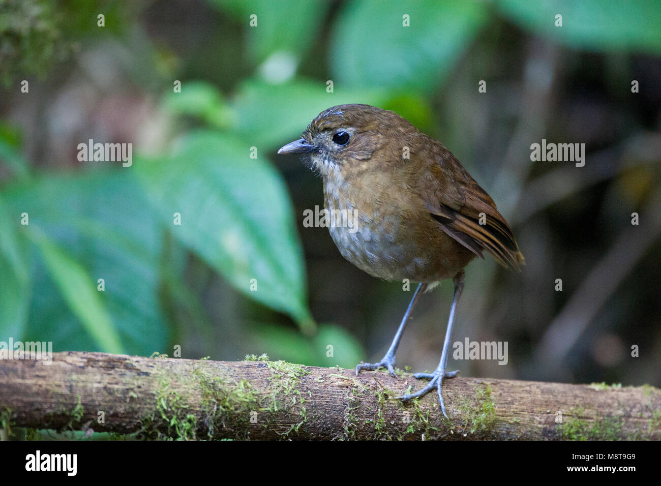 Caldasmierpitta staand op tak; marrone-Antpitta nastrati in piedi sul ramo di muschio Foto Stock