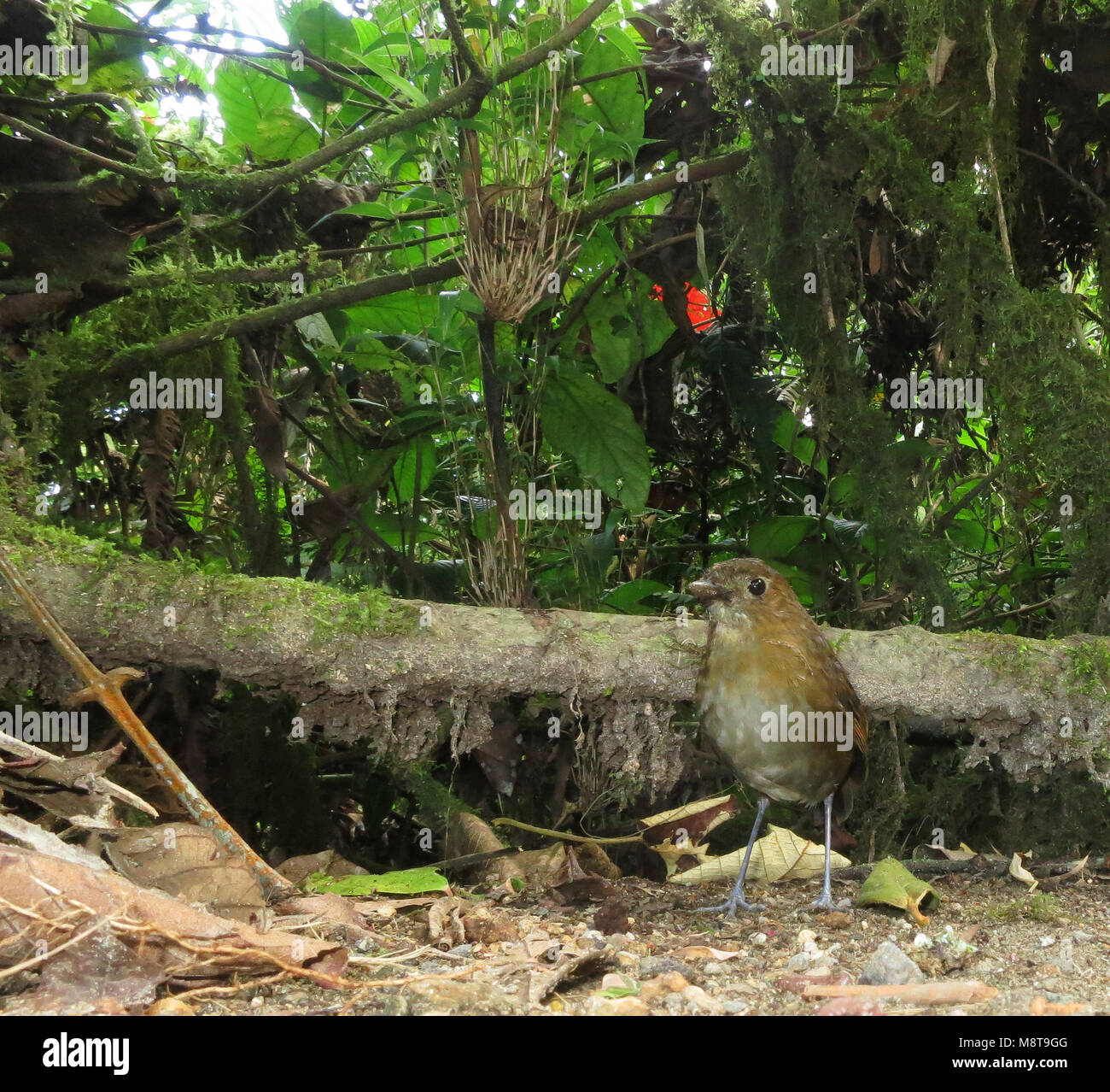 Caldasmierpitta staand op bosbodem; marrone-Antpitta nastrati in piedi sul suolo della foresta Foto Stock