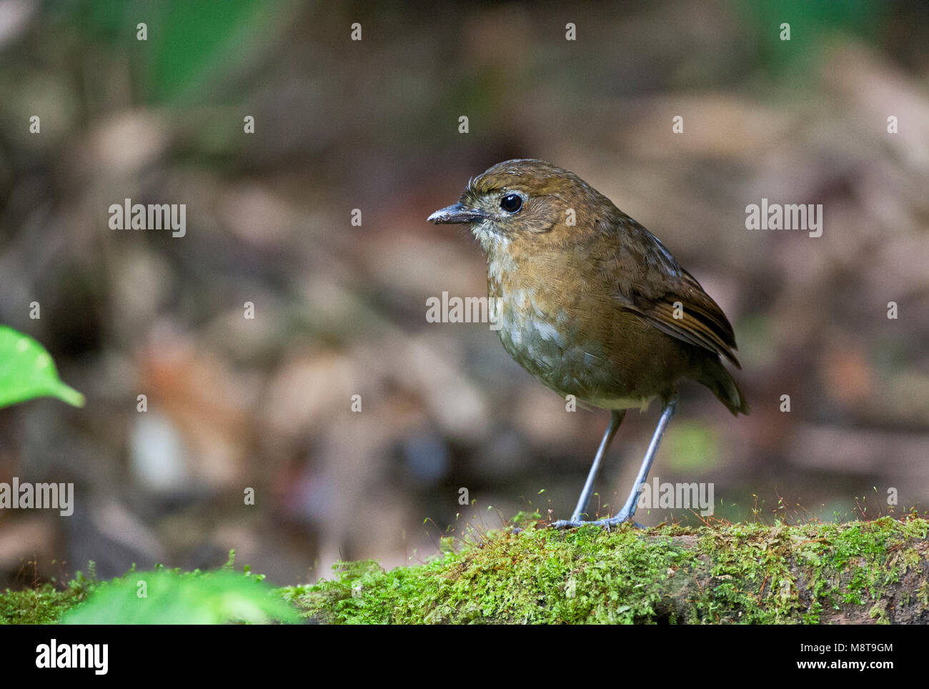 Caldasmierpitta, marrone-Antpitta nastrati, Grallaria milleri Foto Stock