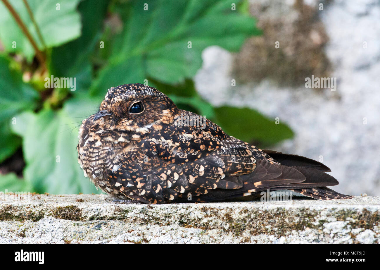 Vleugelbandnachtzwaluw zittend op een rand van een muurtje; Band-winged Nightjar arroccato su di un bordo di una parete Foto Stock