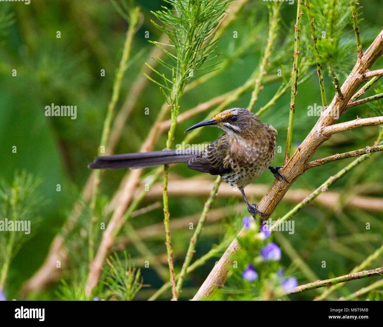 Kaapse Suikervogel, Cape Sugarbird Foto Stock