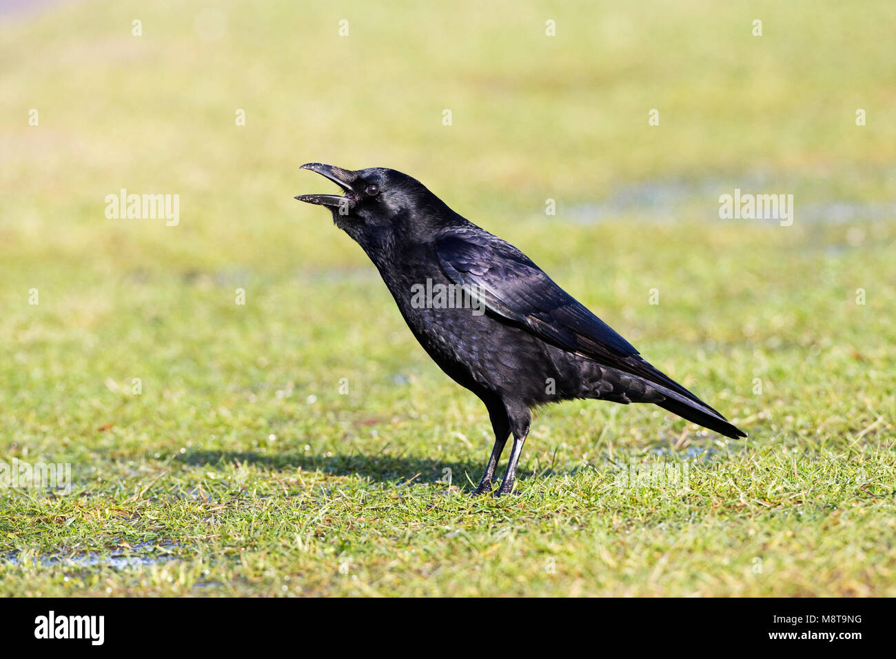 Roepende Zwarte Kraai; chiamando Carrion Crow Foto Stock