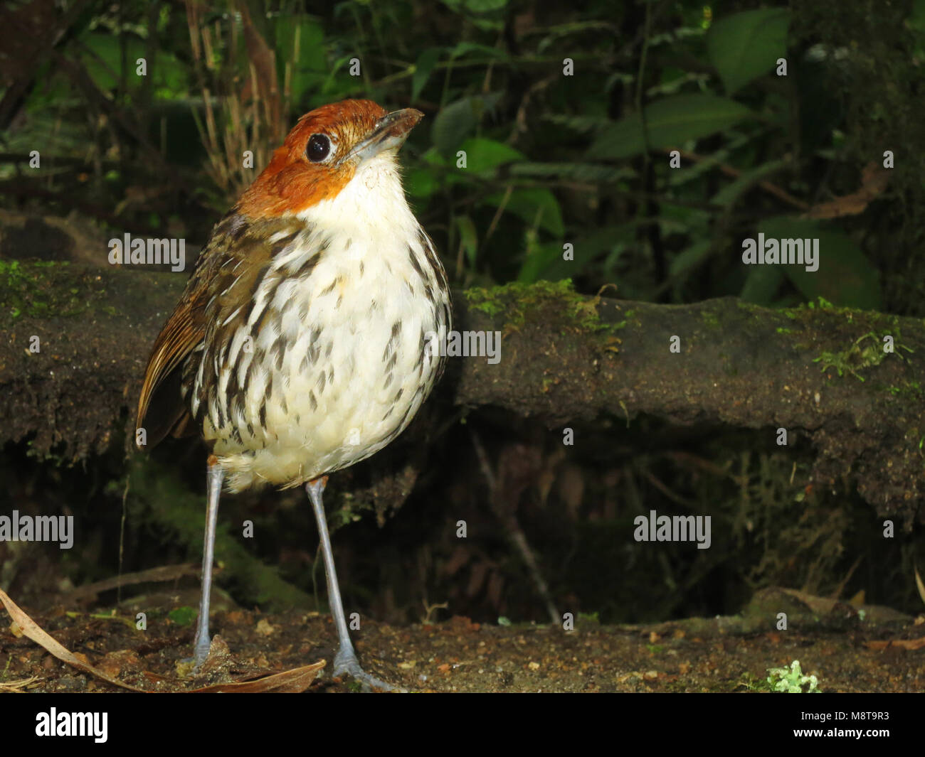 Roestkapmierpitta, castagne e incoronato Antpitta, Grallaria ruficapi Foto Stock