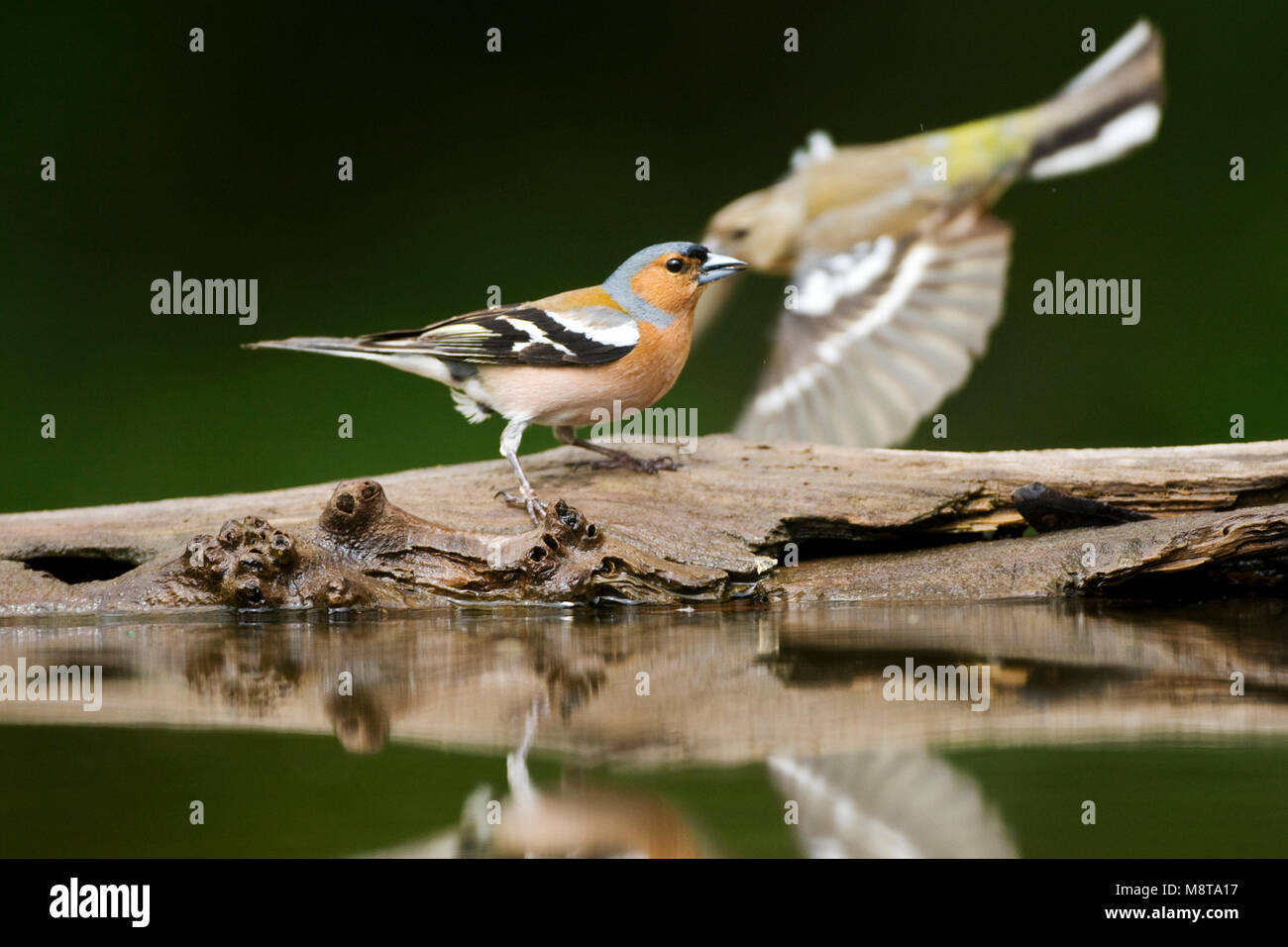 Uomo Vink staand bij acqua; Comune fringuello maschio di riposo a bordo piscina di foresta Foto Stock
