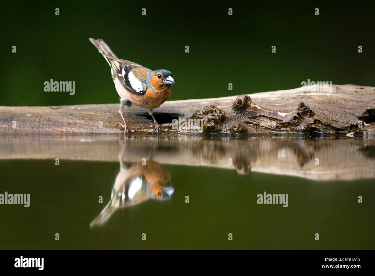 Uomo Vink staand bij acqua incontrato spiegelbeeld; Comune fringuello maschio di riposo a bordo piscina foresta con riflessione speculare Foto Stock