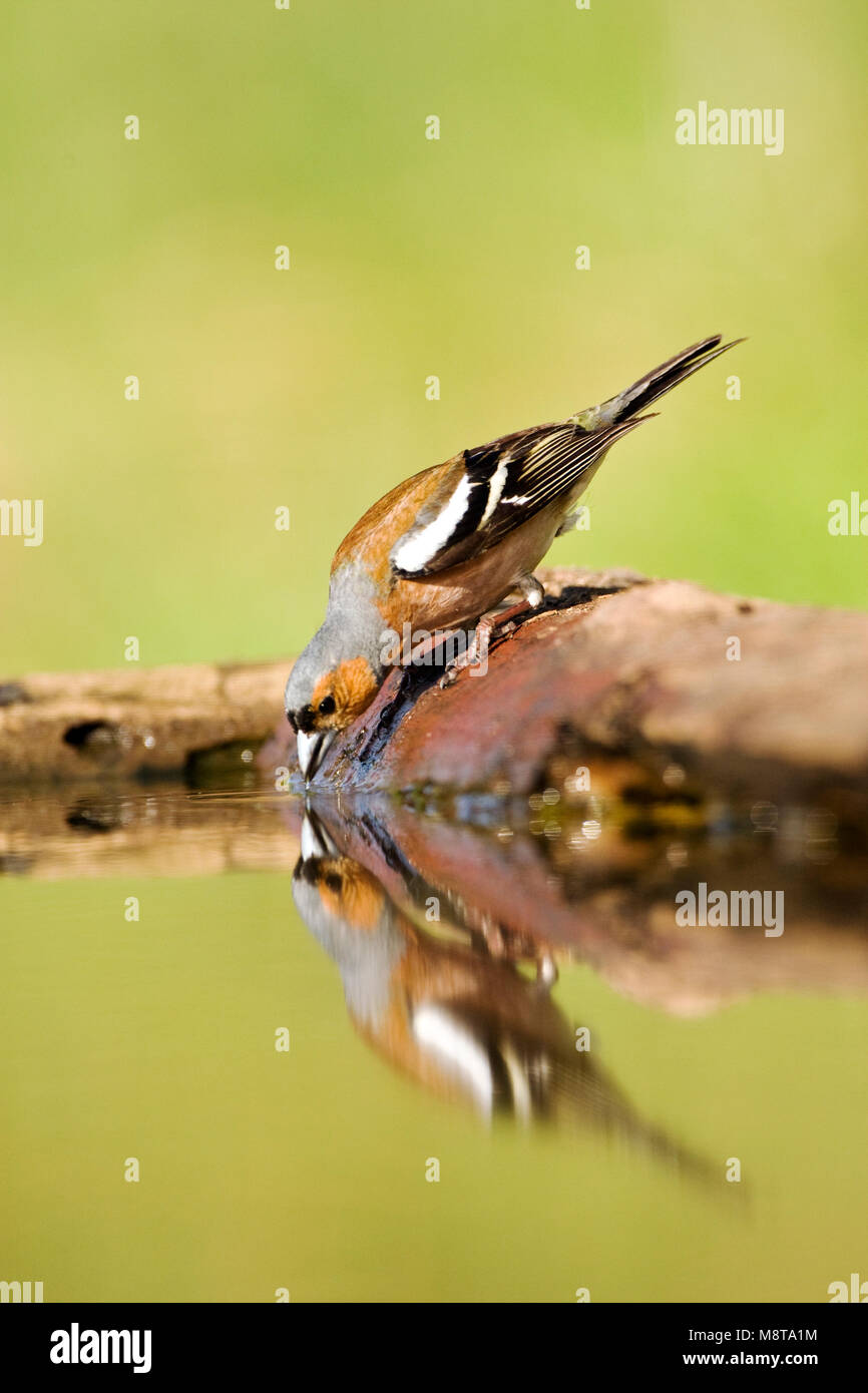Vink mannetje drinkend; Comune fringuello potabile maschio Foto Stock
