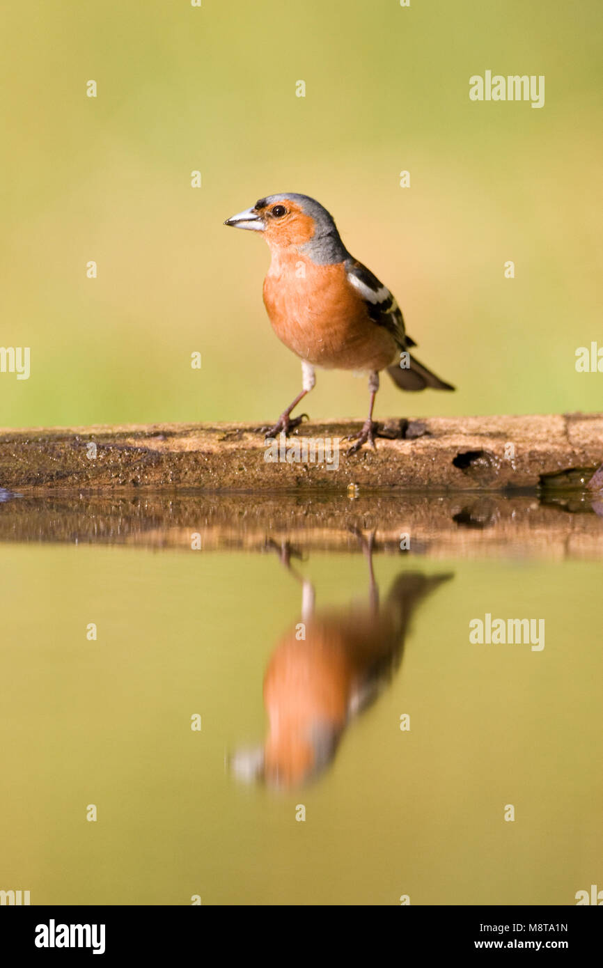 Uomo Vink staand bij acqua incontrato spiegelbeeld; Comune fringuello maschio di riposo a bordo piscina foresta con riflessione speculare Foto Stock