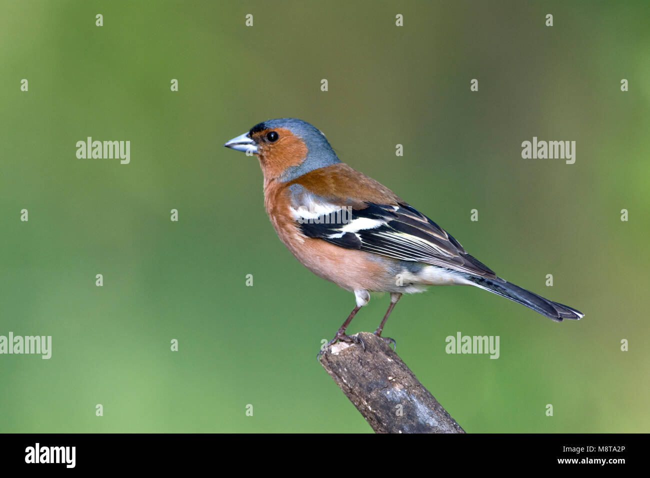 Uomo Vink zittend op tak; Comune fringuello maschio adulto appollaiato sul ramo Foto Stock