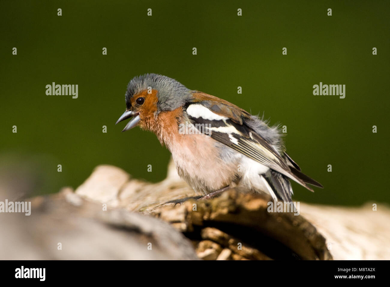 Vink volwassen man zonnebadend; Comune fringuello maschio adulto sunbading Foto Stock