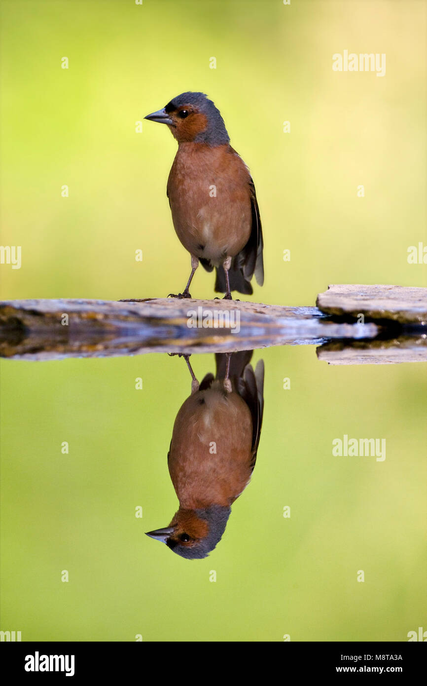 Uomo Vink staand bij acqua incontrato spiegelbeeld; Comune fringuello maschio di riposo a bordo piscina foresta con riflessione speculare Foto Stock