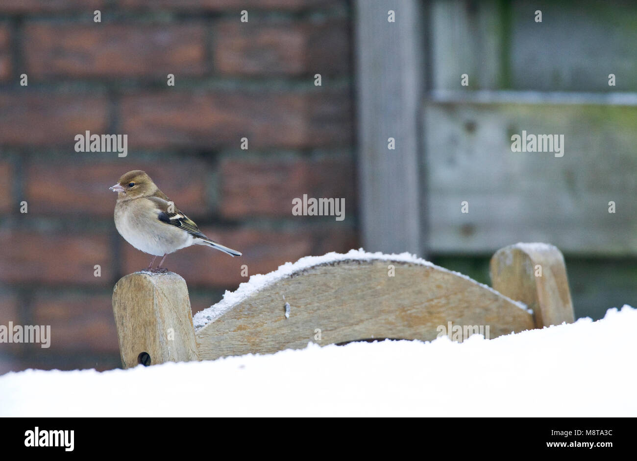 Vrouwtje Vink in de winter; femmina fringuello comune in inverno Foto Stock