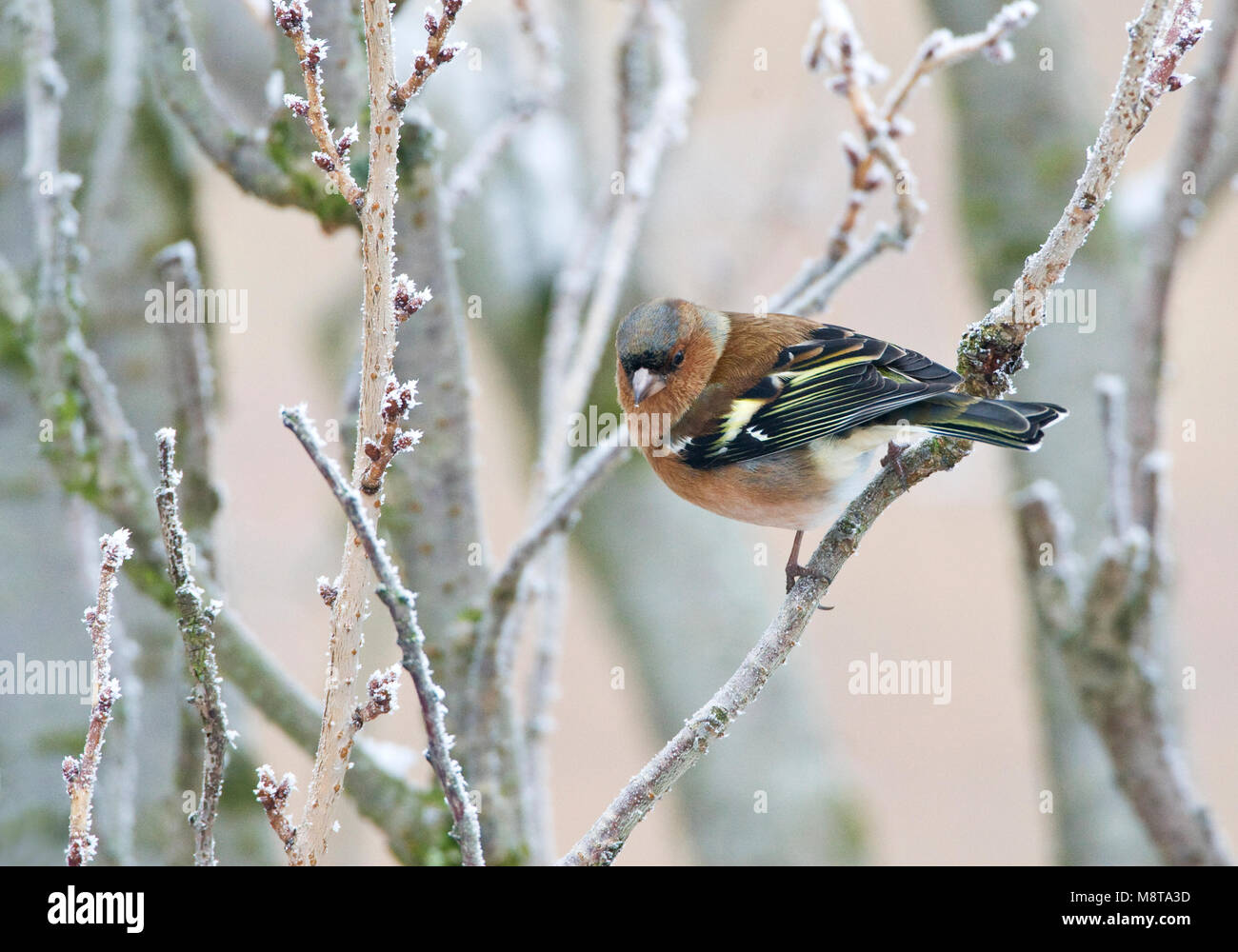 Mannetje Vink in de winter; maschio fringuello comune in inverno Foto Stock