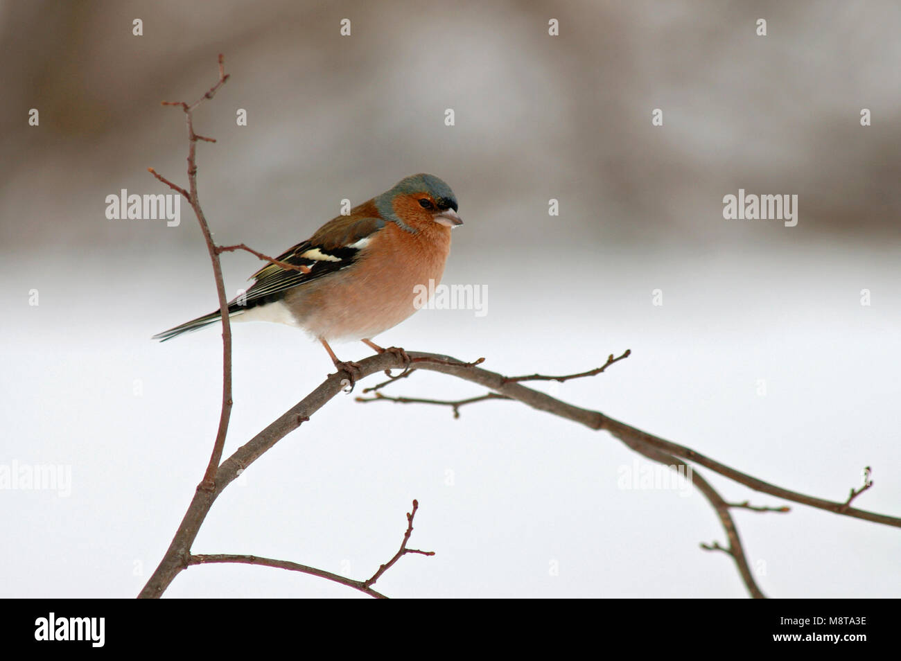 Comune maschio fringuello appollaiato sul ramo in inverno; Vink uomo zittend op tak in de winter Foto Stock