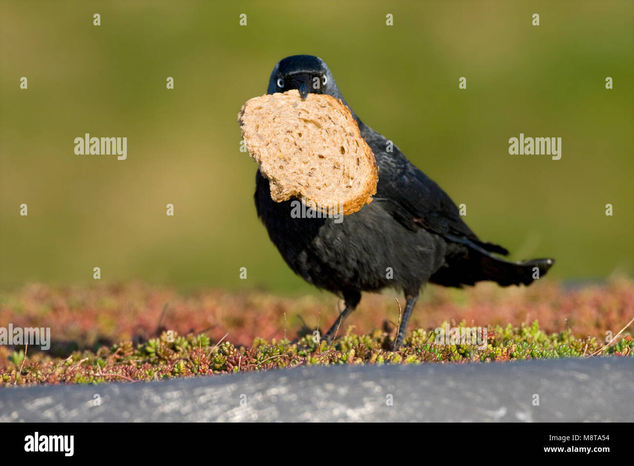 Kauw met voedsel; la cornacchia occidentale con i prodotti alimentari Foto Stock