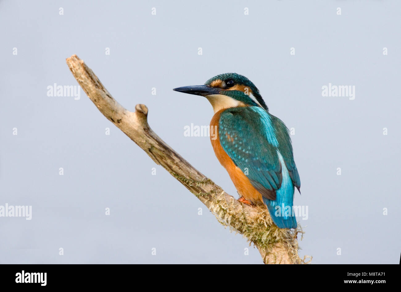 IJsvogel zittend op tak; Comune Kingfisher appollaiato su un ramo Foto Stock