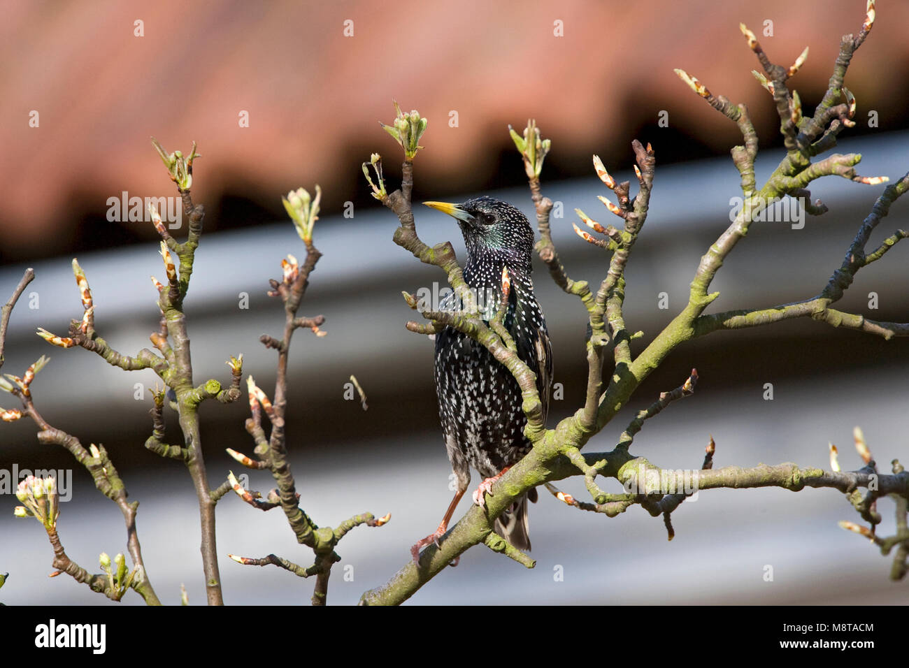 Spreeuw op een tak; Comune Starling appollaiato su un ramo Foto Stock