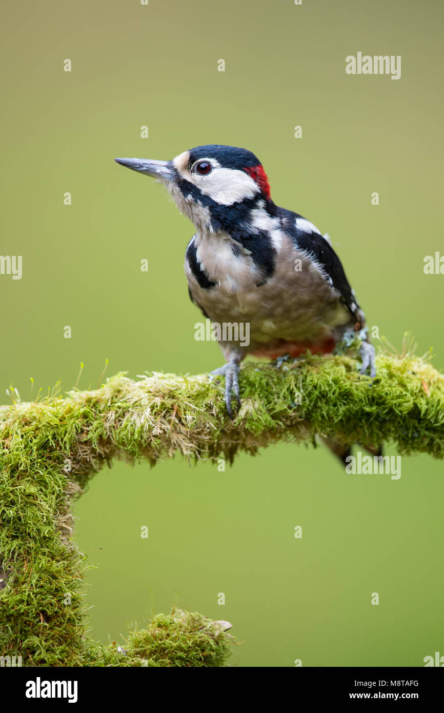 Maschio adulto picchio rosso maggiore arroccato su un muschio coperto il ramo Foto Stock