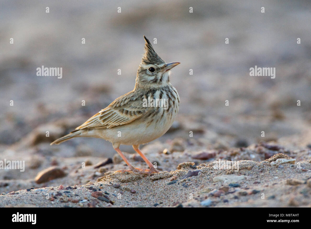 Kuifleeuwerik, Crested Lark, Galerida cristata Foto Stock