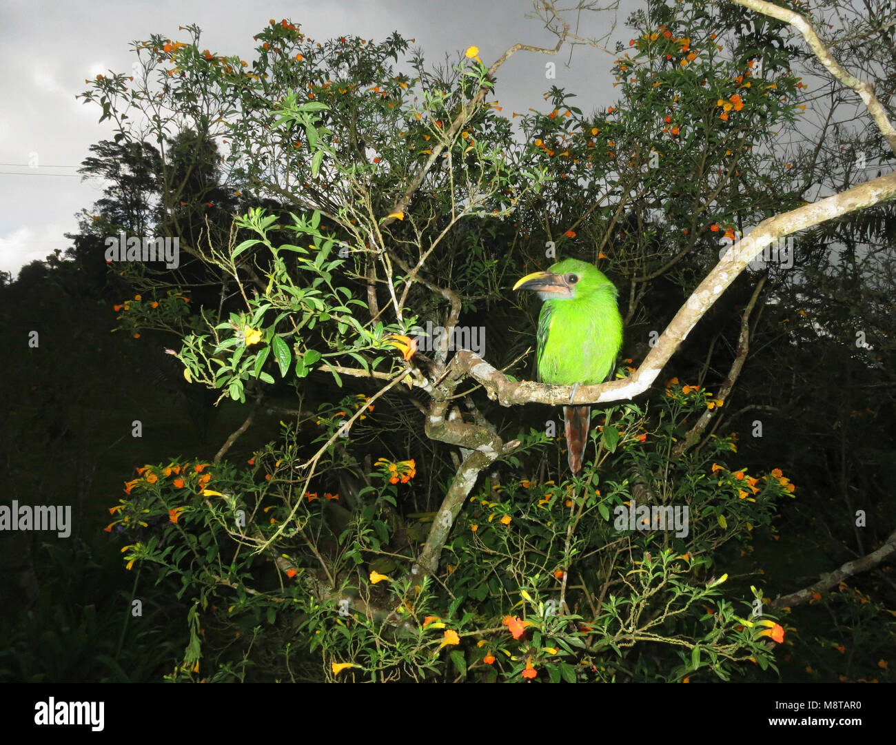 Smaragdarassari zittend in struik; Emerald Toucanet arroccato nella boccola Foto Stock