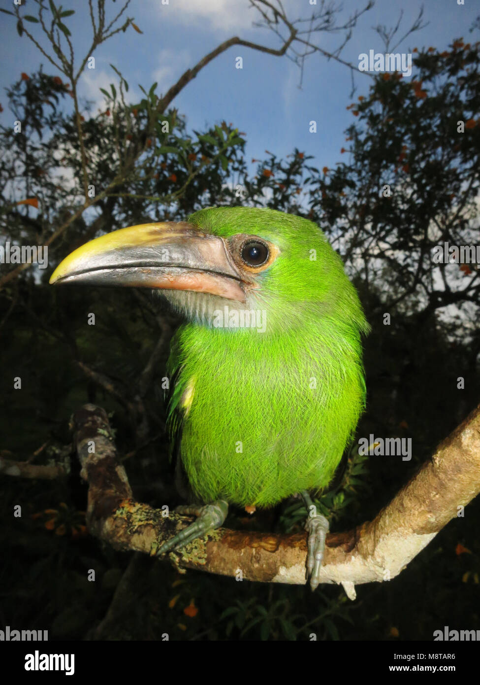 Smaragdarassari, Smeraldo Toucanet, Aulacorhynchus prasinus Foto Stock