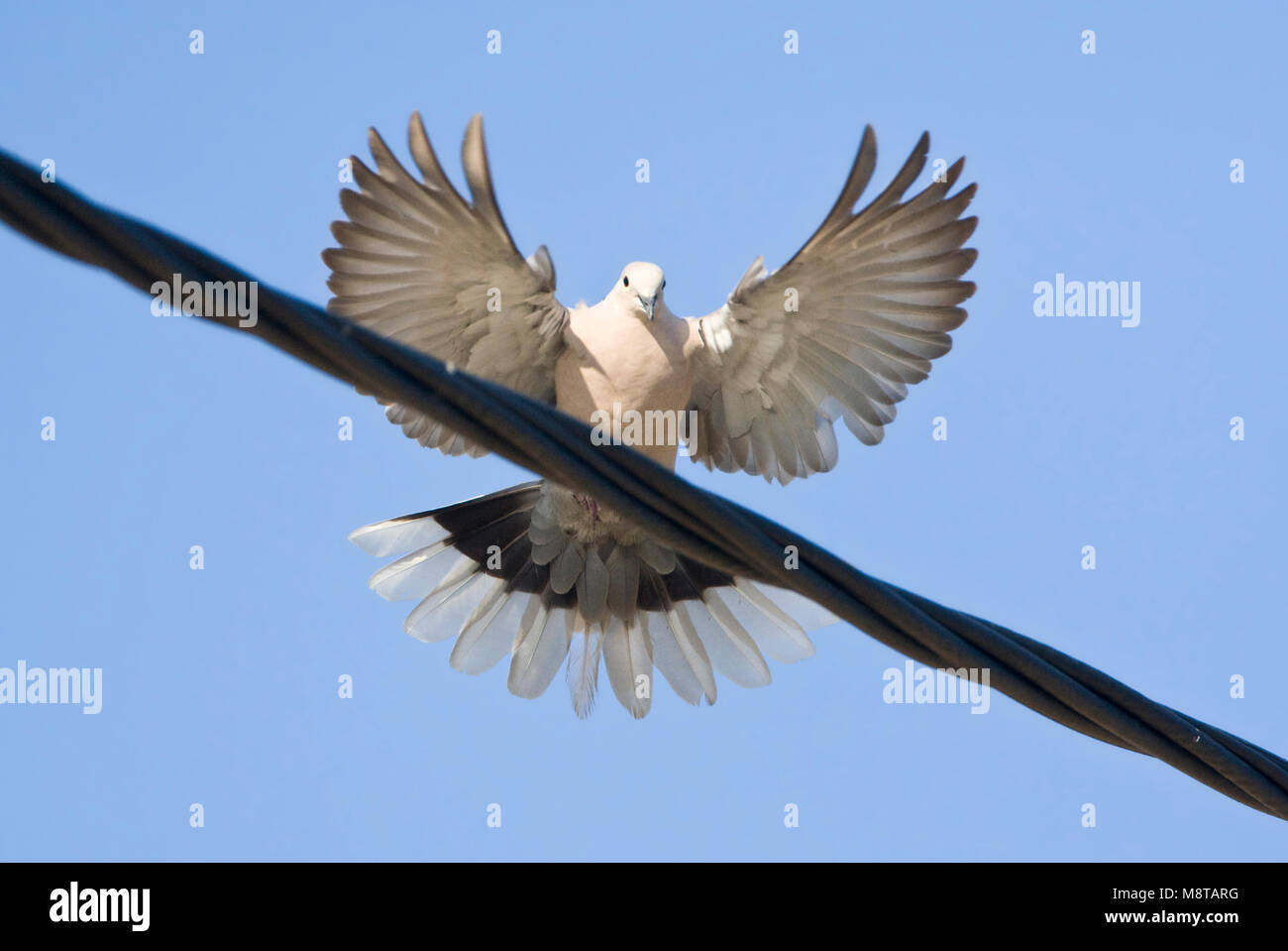 Landende Turkse Tortel; Eurasiatica Colomba a collare lo sbarco sul filo Foto Stock