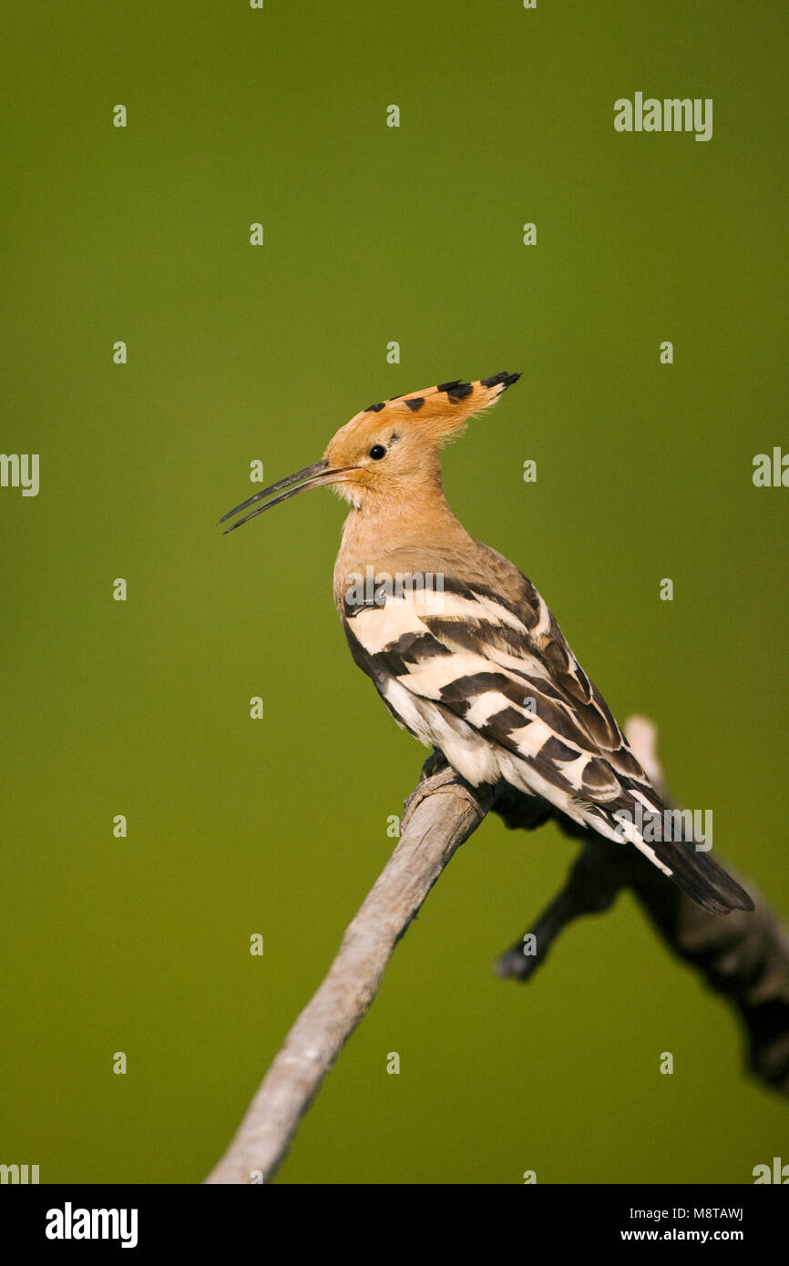 Hop zittend op een tak; Eurasian Upupa appollaiato su un ramo Foto Stock