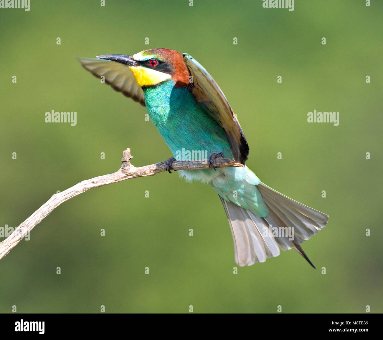 Bijeneter landend incontrato gespreide vleugels; unione gruccione atterraggio con ali stese Foto Stock