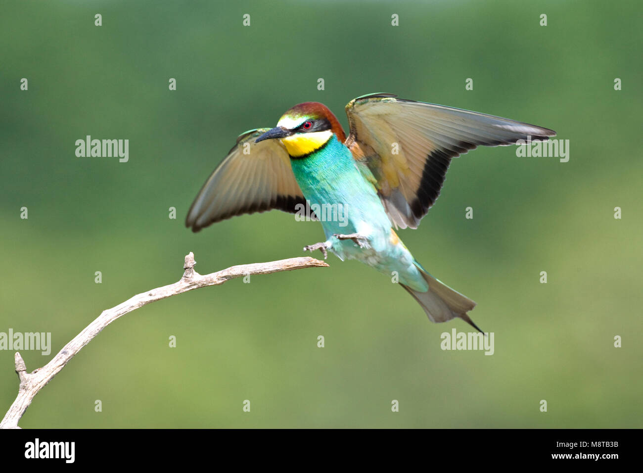 Bijeneter landend incontrato gespreide vleugels; unione gruccione atterraggio con ali stese Foto Stock