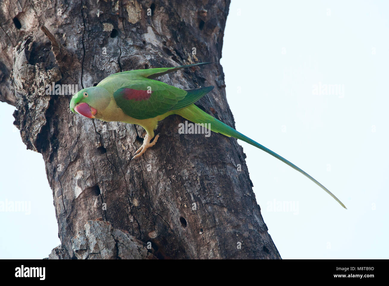 Alexanderparkiet zittend in een boom; Alexandrine Parakeet (Psittacula eupartia) arroccato in una struttura ad albero Foto Stock