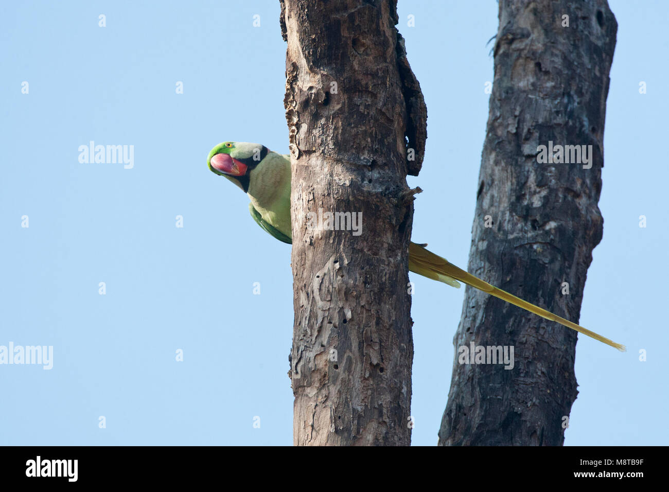 Alexanderparkiet zittend in een boom; Alexandrine Parakeet (Psittacula eupartia) arroccato in una struttura ad albero Foto Stock