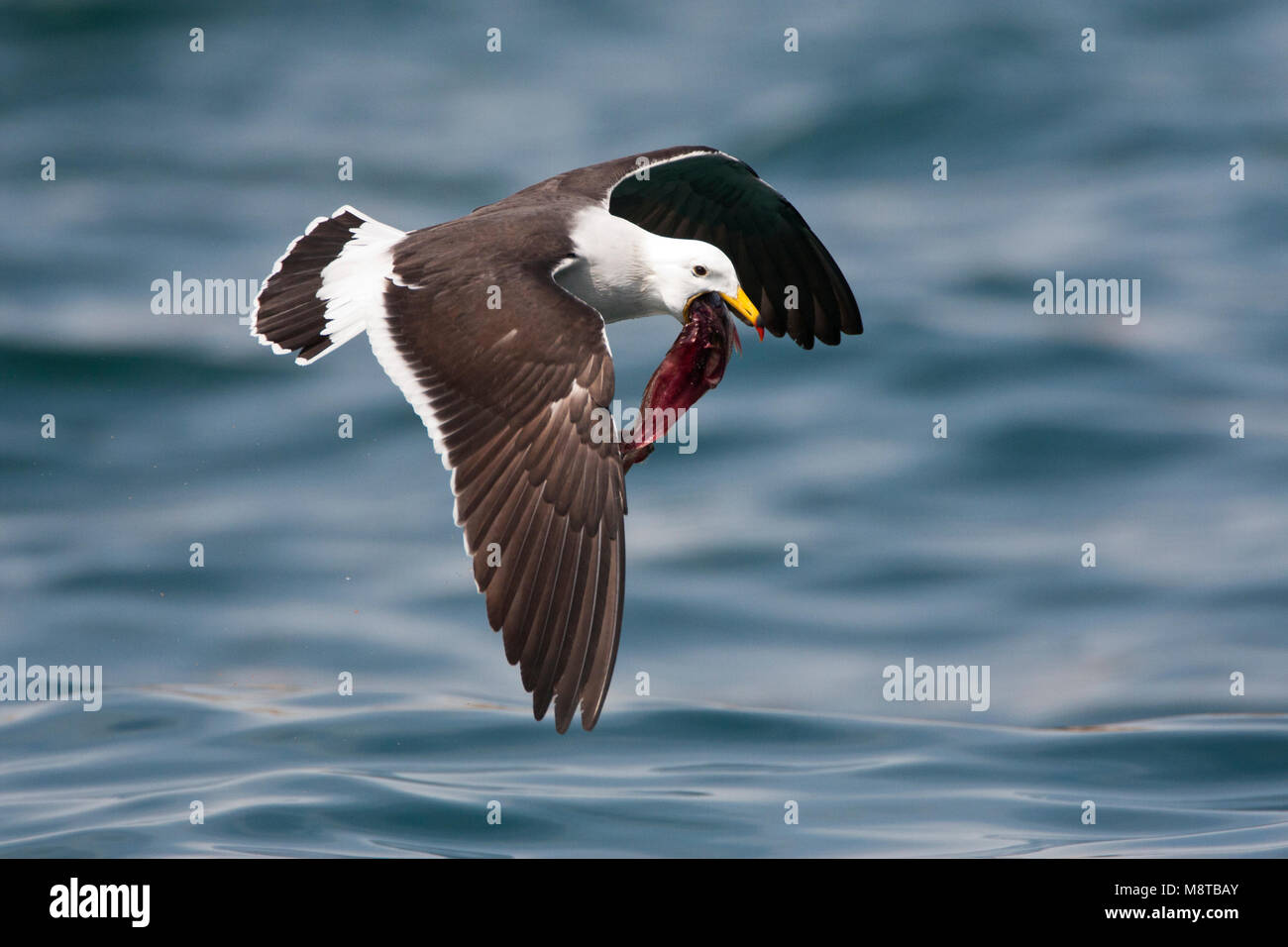 Simeons Volwassen Meeuw vliegend met voedsel in zijn bek; adulto Belcher il gabbiano (Larus belcheri) volare con il cibo nel becco Foto Stock