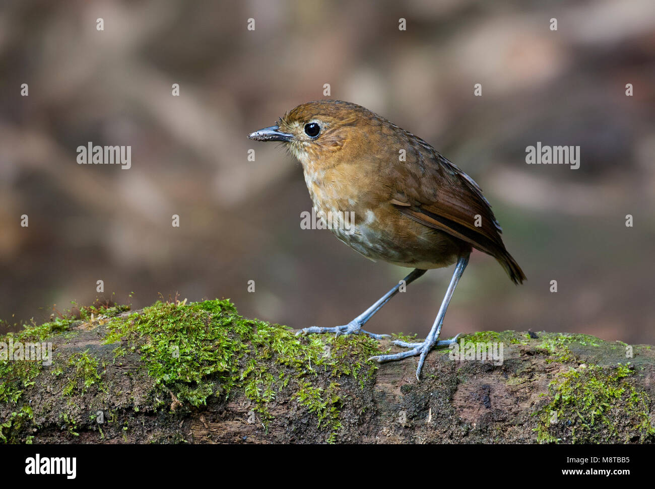 Caldasmierpitta, marrone-Antpitta nastrati, Grallaria milleri Foto Stock