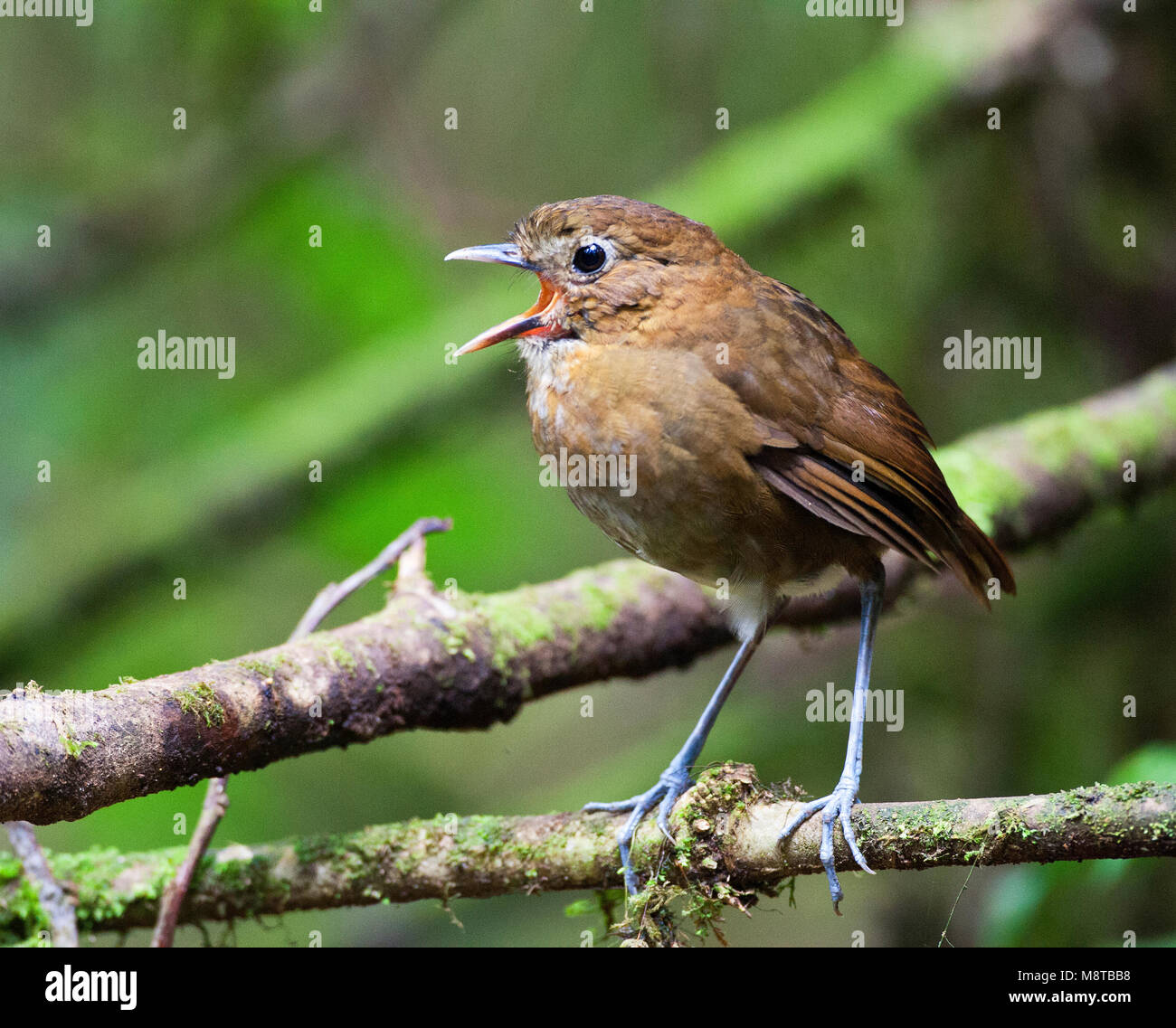 Caldasmierpitta, marrone-Antpitta nastrati, Grallaria milleri Foto Stock