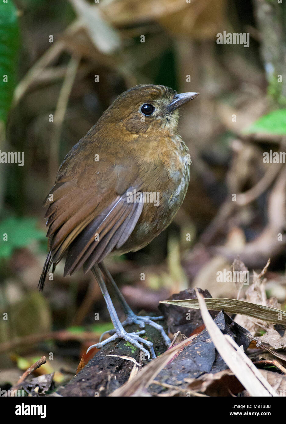 Caldasmierpitta, marrone-Antpitta nastrati, Grallaria milleri Foto Stock