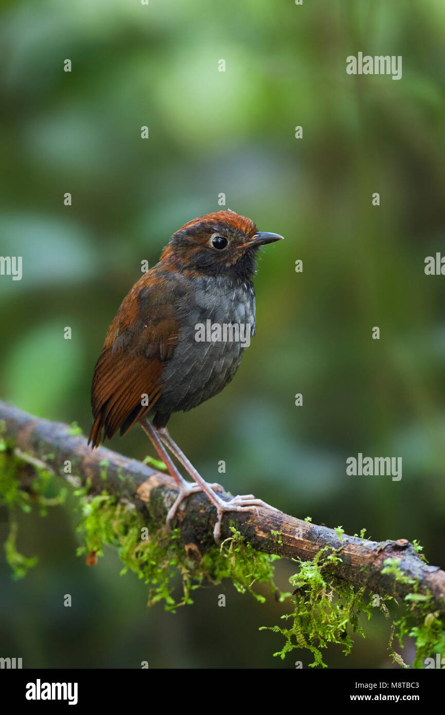 Tweekleurige Mierpitta, Antpitta bicolore, Grallaria rufocinerea Foto Stock