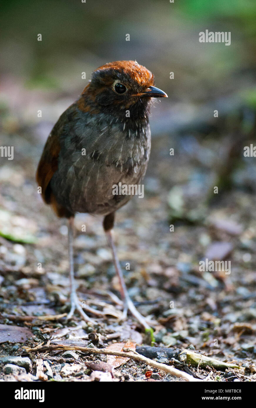 Tweekleurige Mierpitta, Antpitta bicolore, Grallaria rufocinerea Foto Stock