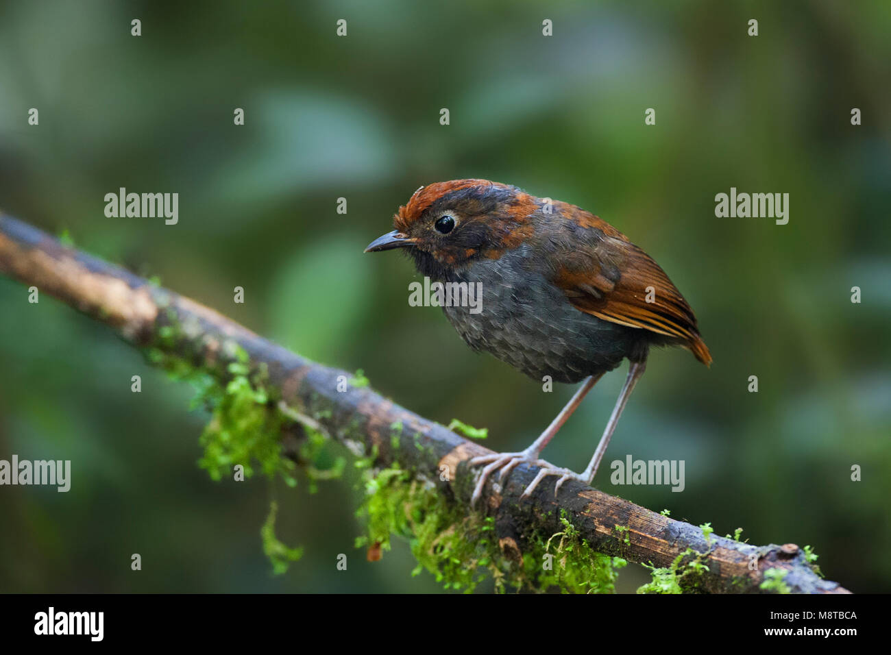 Tweekleurige Mierpitta, Antpitta bicolore, Grallaria rufocinerea Foto Stock