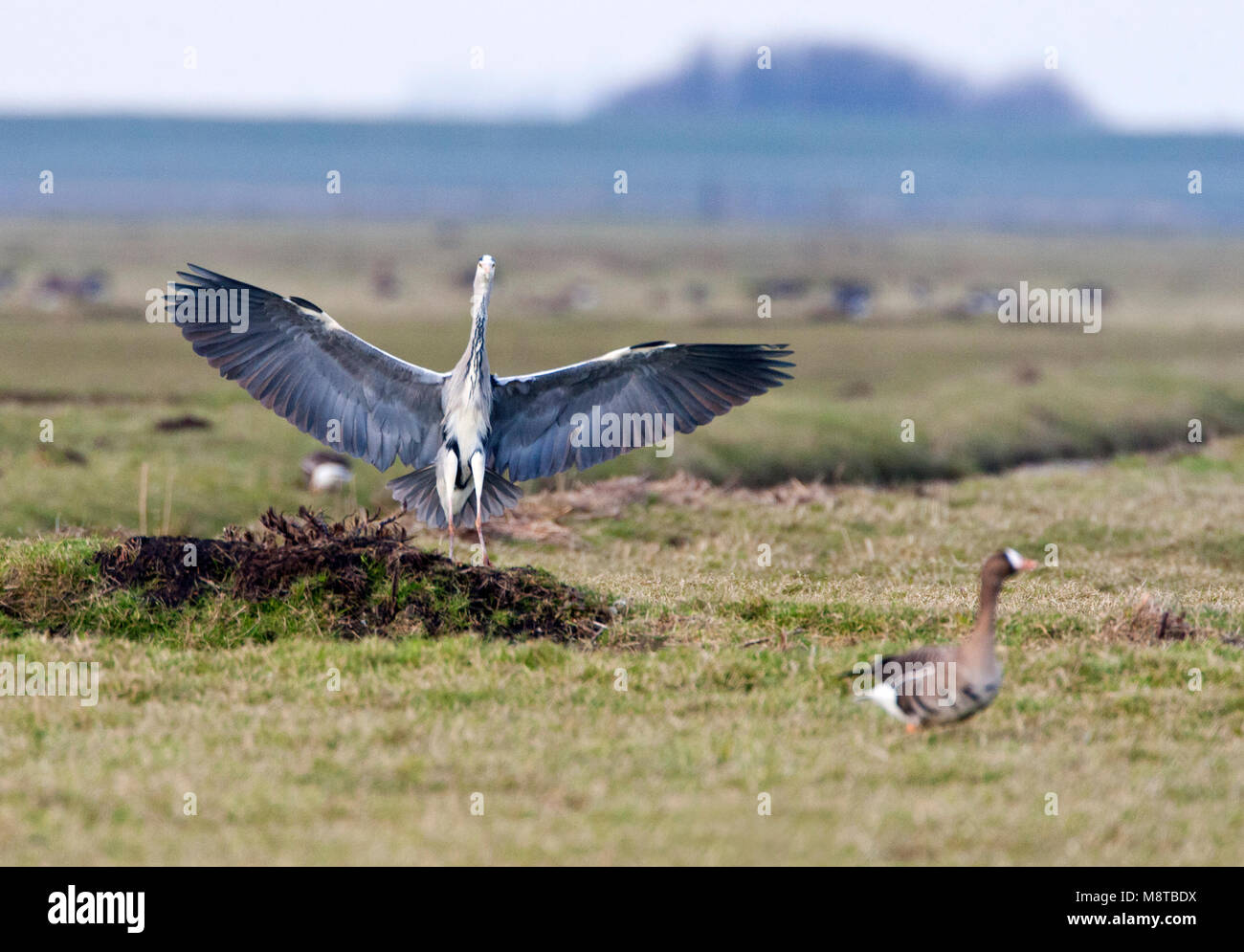 Blauwe Reiger landend in een met weiland ganzen, atterraggio airone cinerino (Ardea cinerea) in un prato Foto Stock